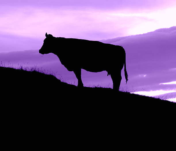 Are you a Purple Cow?